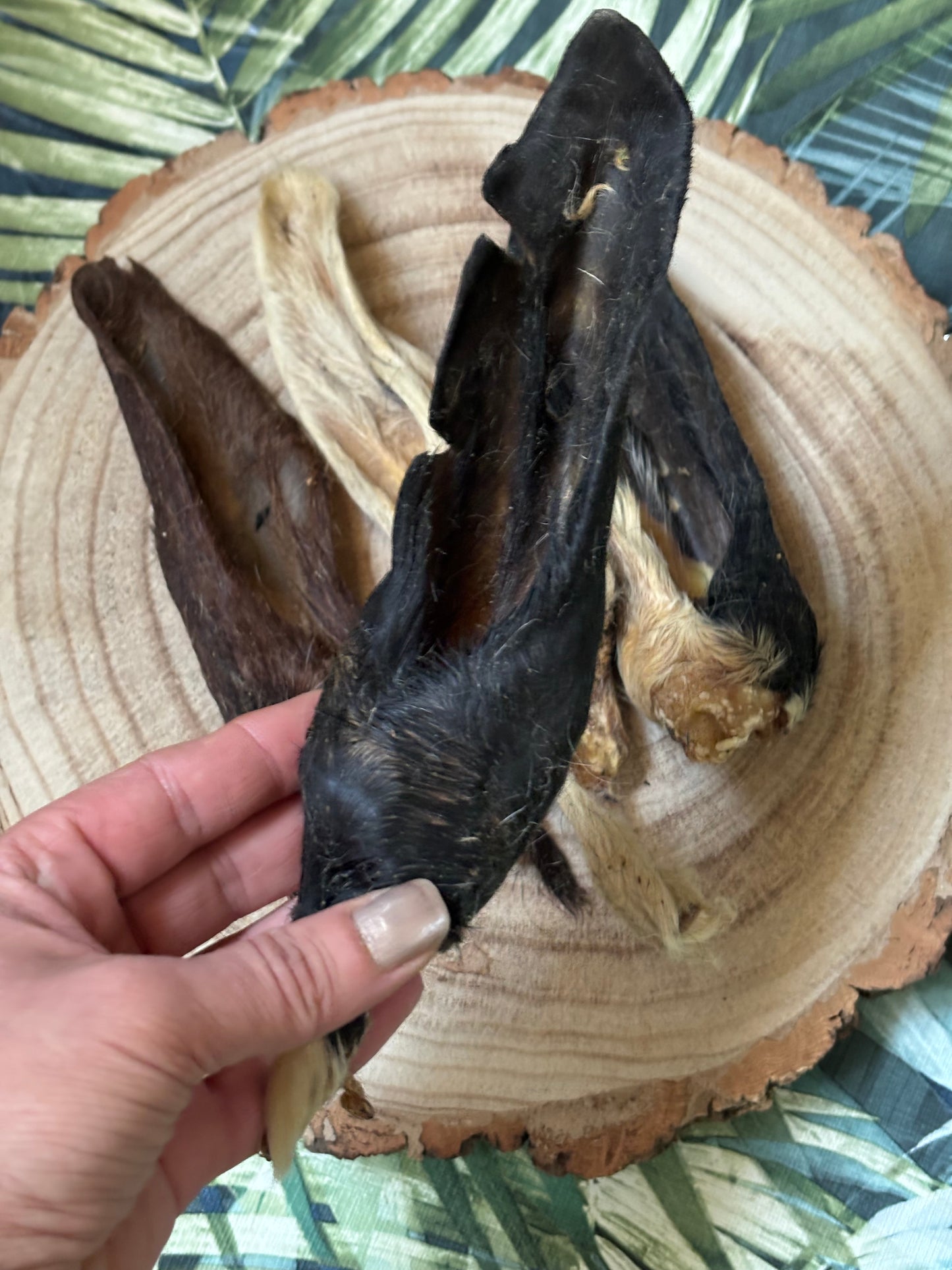 Hairy Lamb Ears