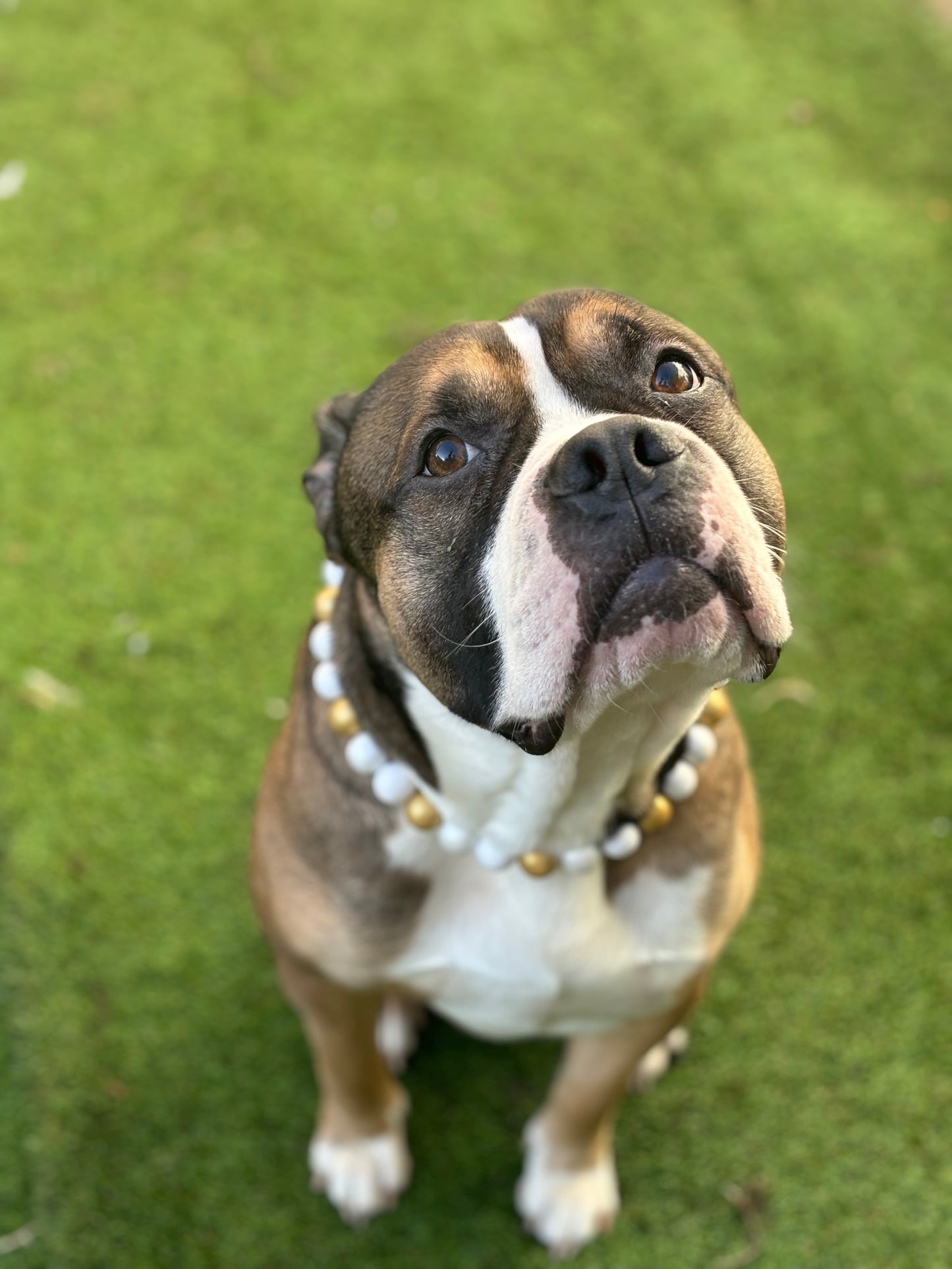 Michael-Angel-o -Christmas Collection