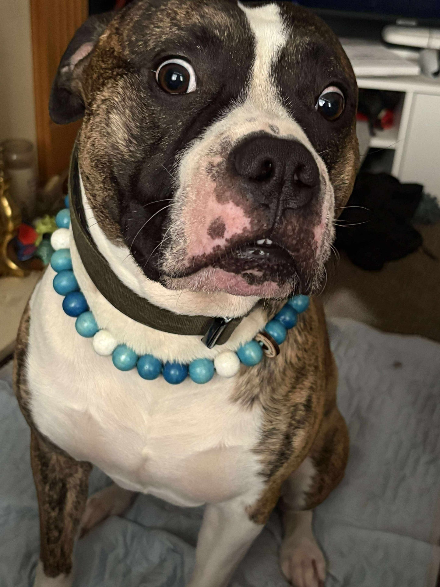 Button Beads Glow in the Dark Pet Necklace