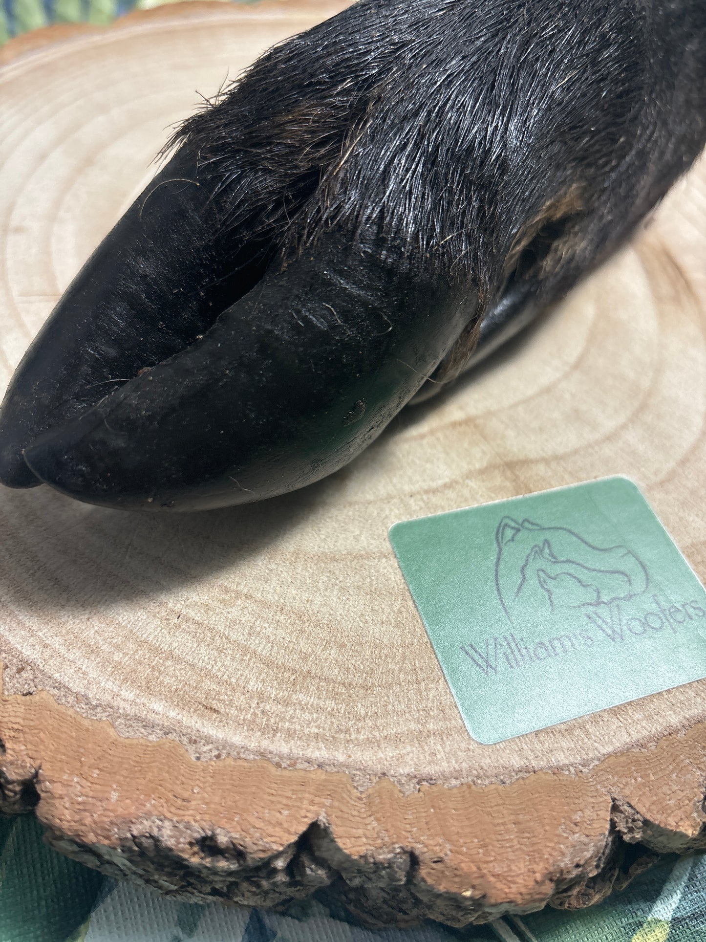 Hairy Wild Boar Legs