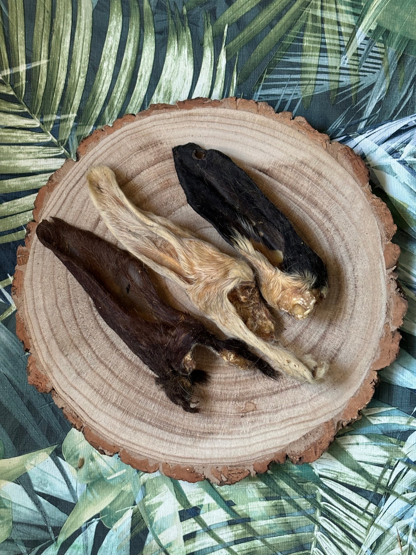 Hairy Lamb Ears