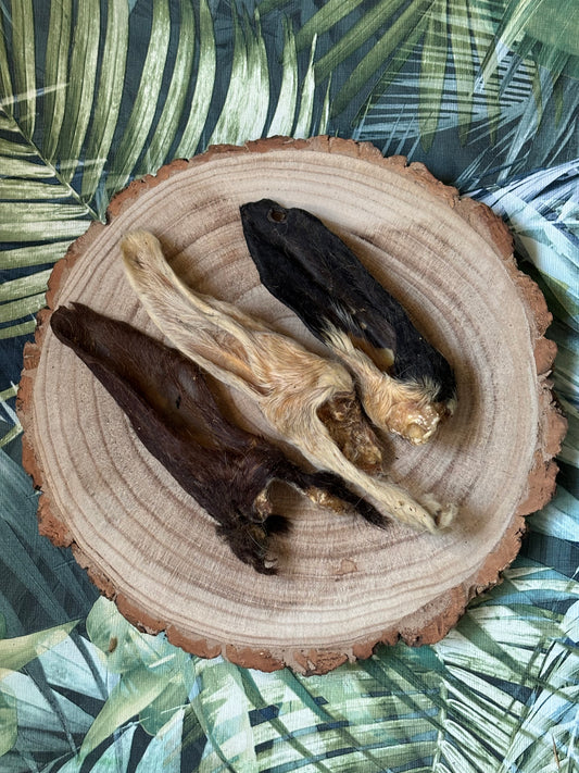 Hairy Lamb Ears