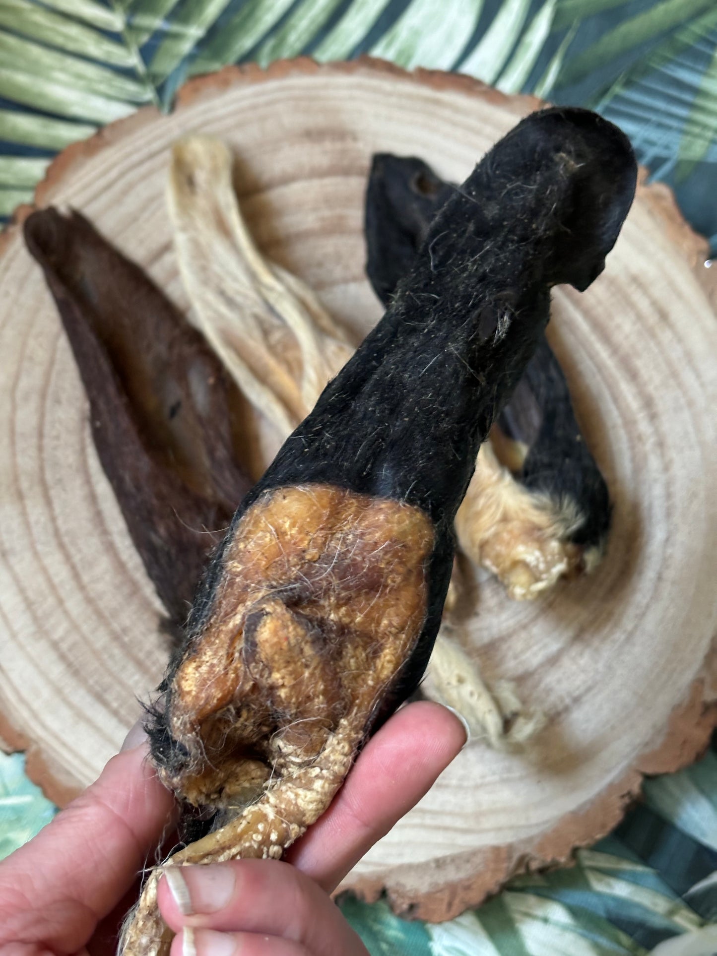 Hairy Lamb Ears