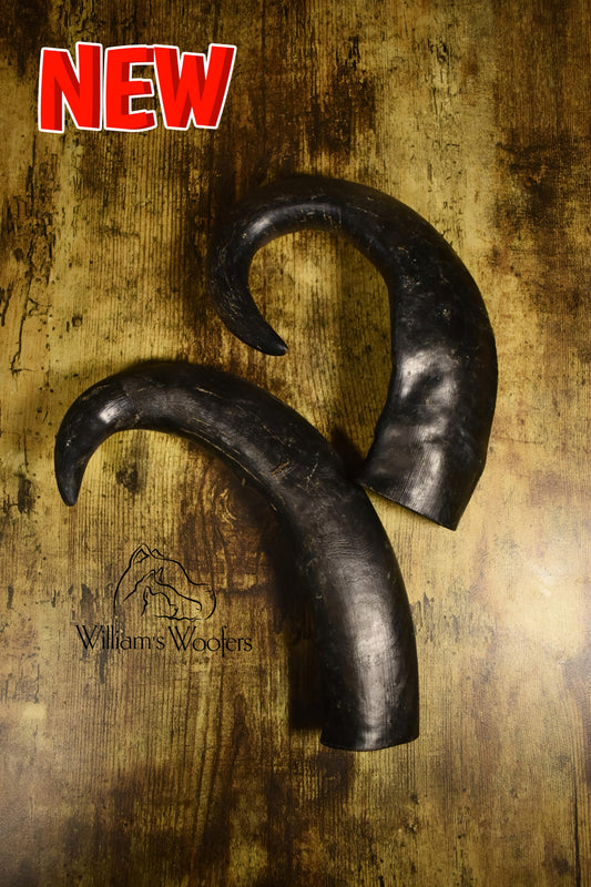 Buffalo Horns Large size